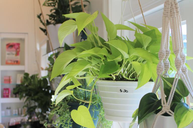 Green houseplants hanging from the ceiling 