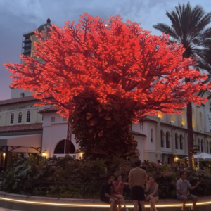 Wishing Tree illuminates red lights for Path to College