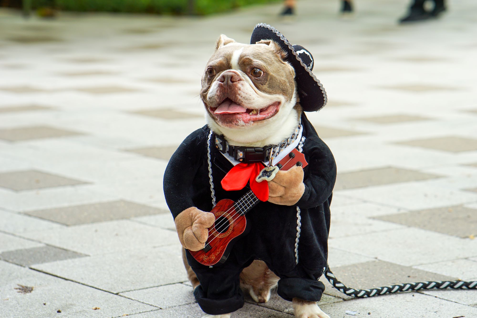 dog dressed in costume for pooch parade