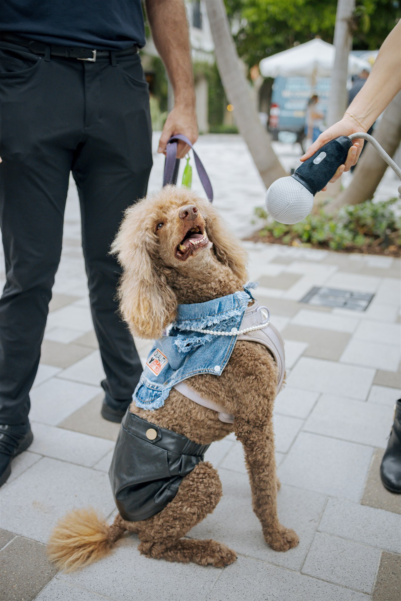 Pooch Parade_Tina Turner