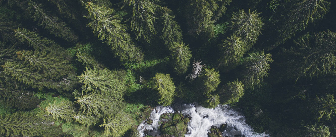 aerial view of trees