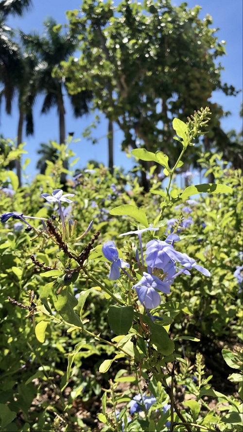 Horiculture_Blue Plumbago