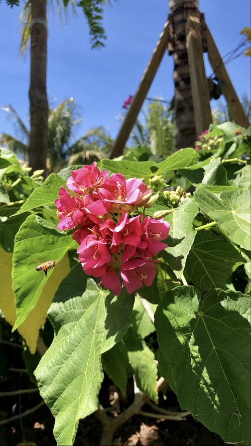 Horticulture_Dombeya Cacuminum