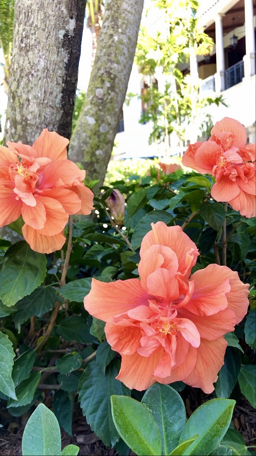 Horticulture_Double Peach Hibiscus