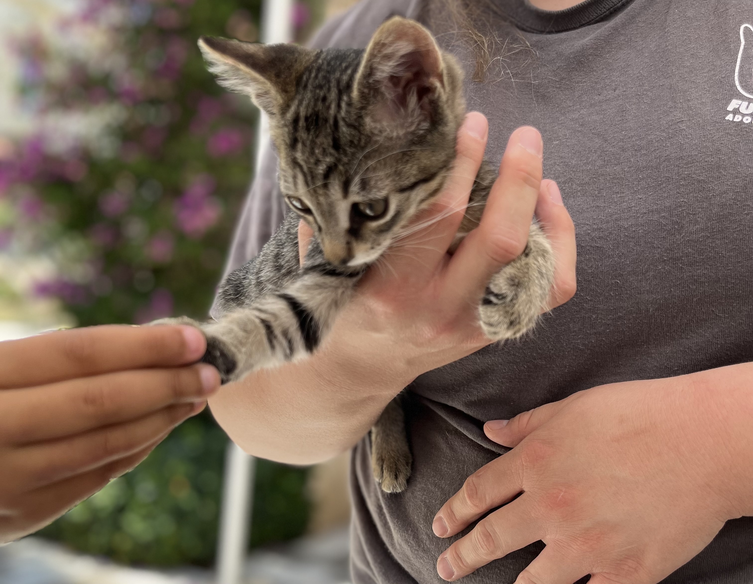 Furry Friends rescue kitten