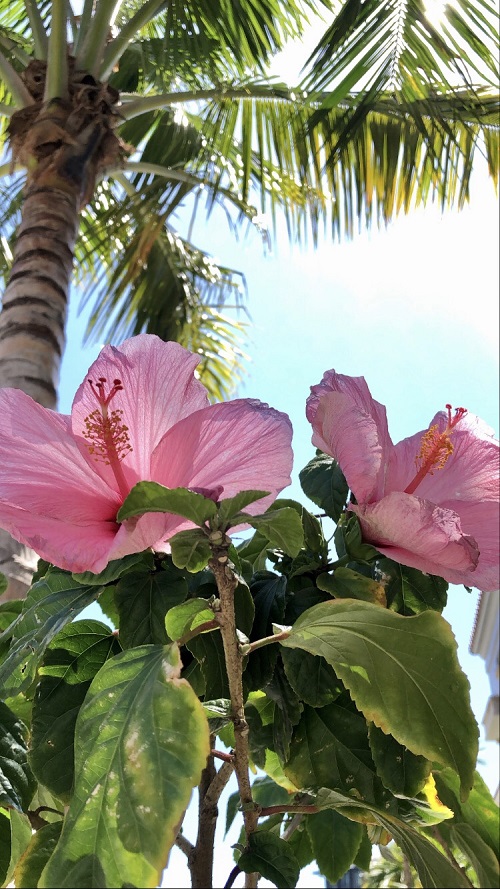 Horticulture_Pink Hibiscus