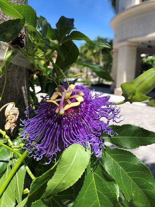 Horticulture_Purple Passion Flower