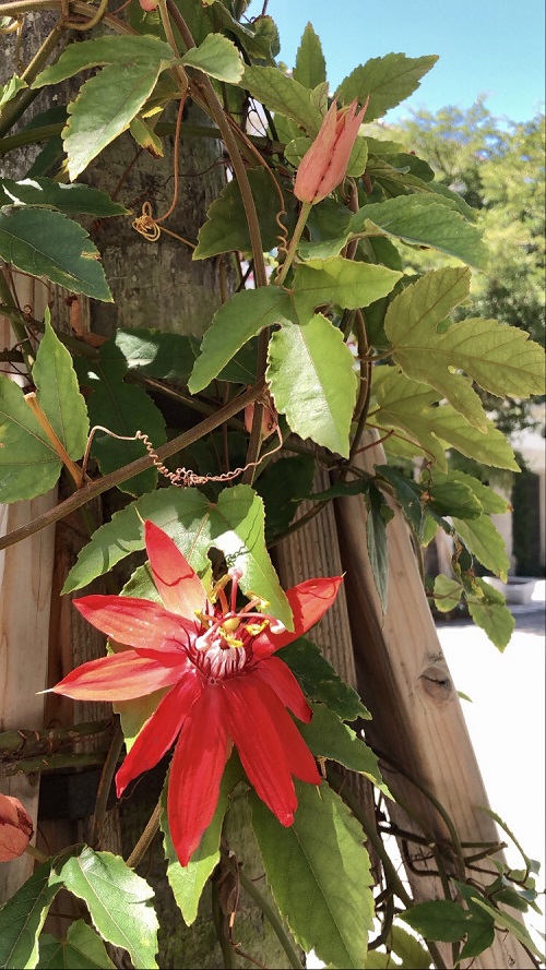 Horticulture_Red Passion Flower